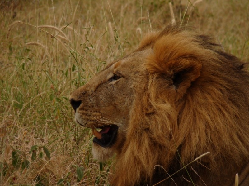 Chem Chem Tarangire Safari Lodge 24