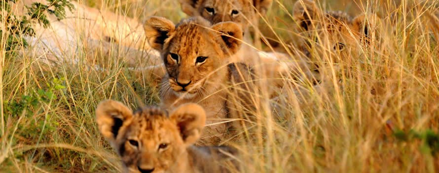Ranger de brousse, mon rêve d’enfant… Ranger de brousse, mon rêve d’enfant…