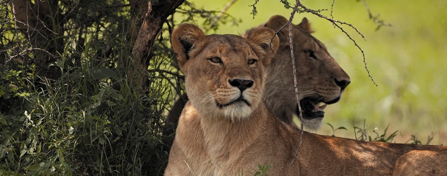 Un lion dans mon jardin Un lion dans mon jardin