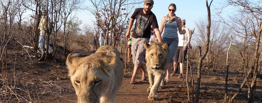 Safari pas comme les autres Safari pas comme les autres