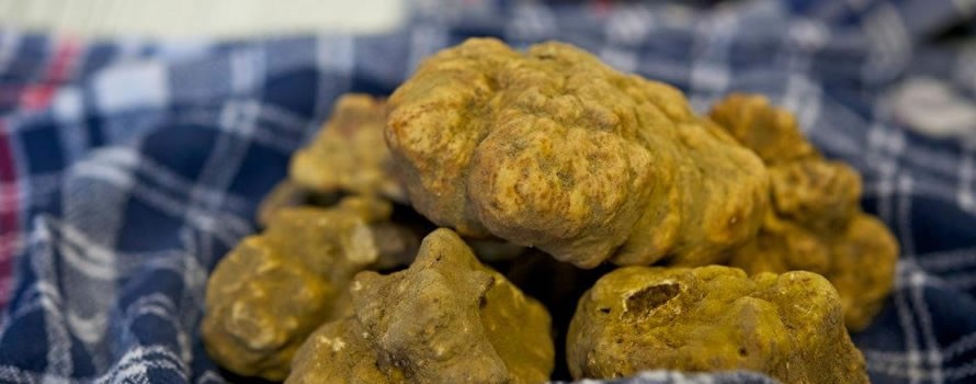 Truffé de plaisirs ! Truffé de plaisirs !