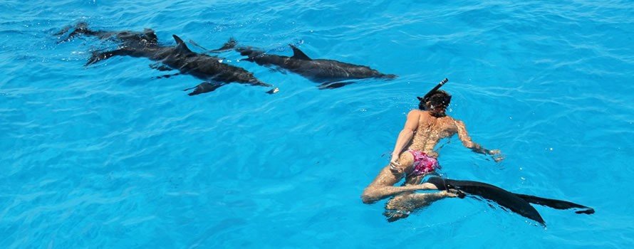 Adopte un dauphin Adopte un dauphin