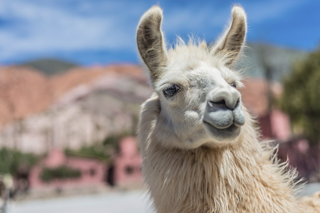 ARGENTINE PURMAMARCA LLAMA © Anibal Trejo