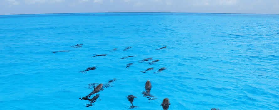Toi, moi et les dauphins Toi, moi et les dauphins